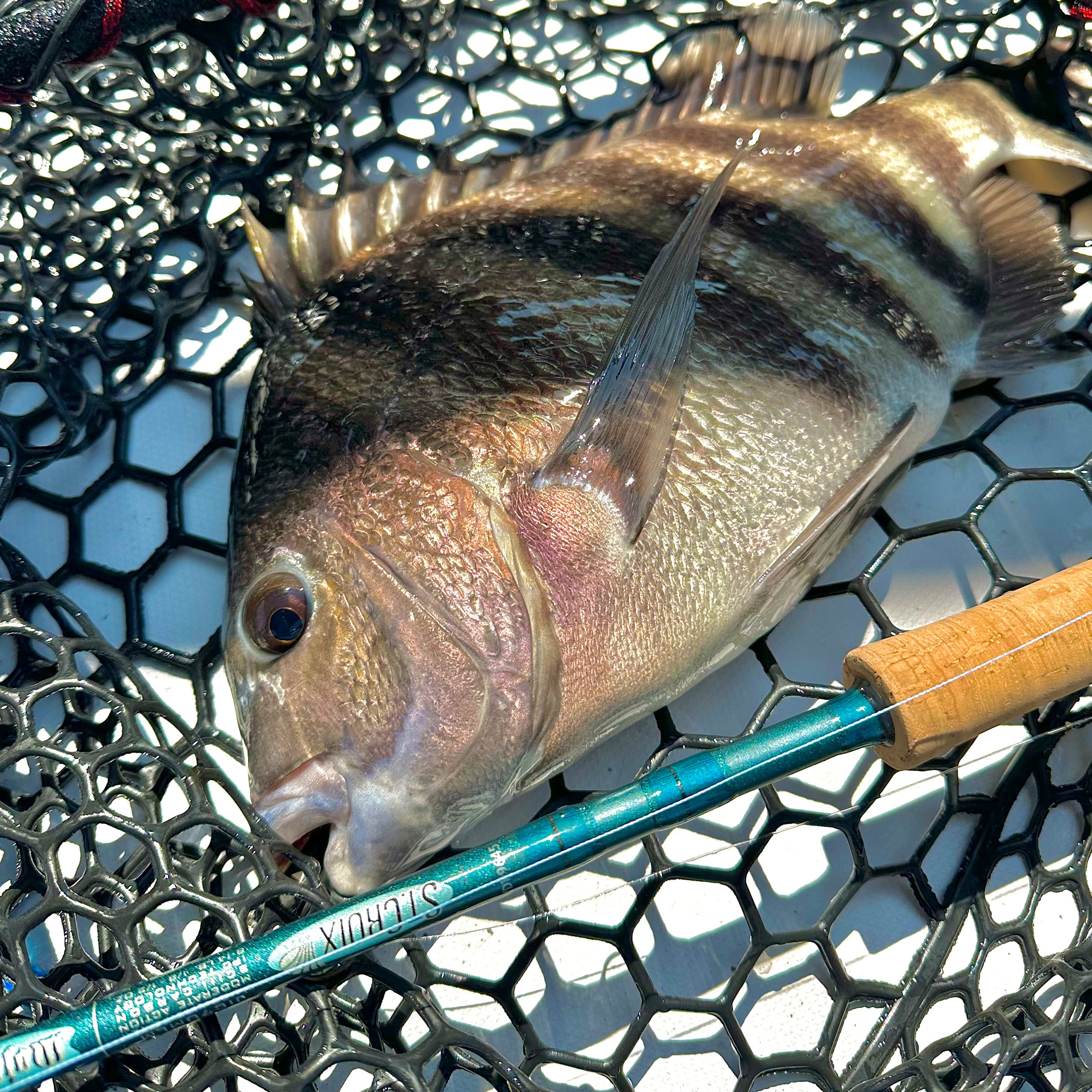 MOJO INSHORE