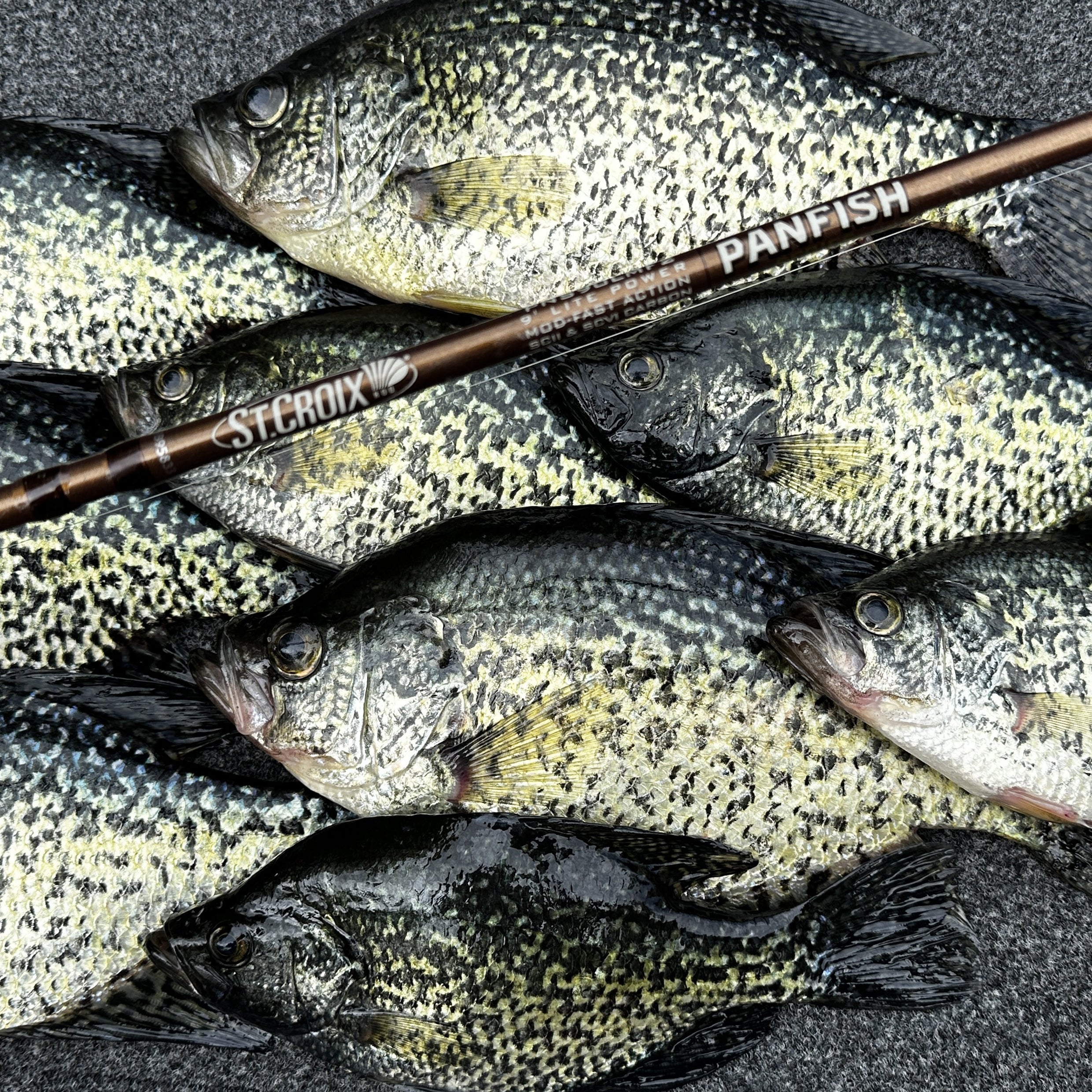PANFISH SERIES