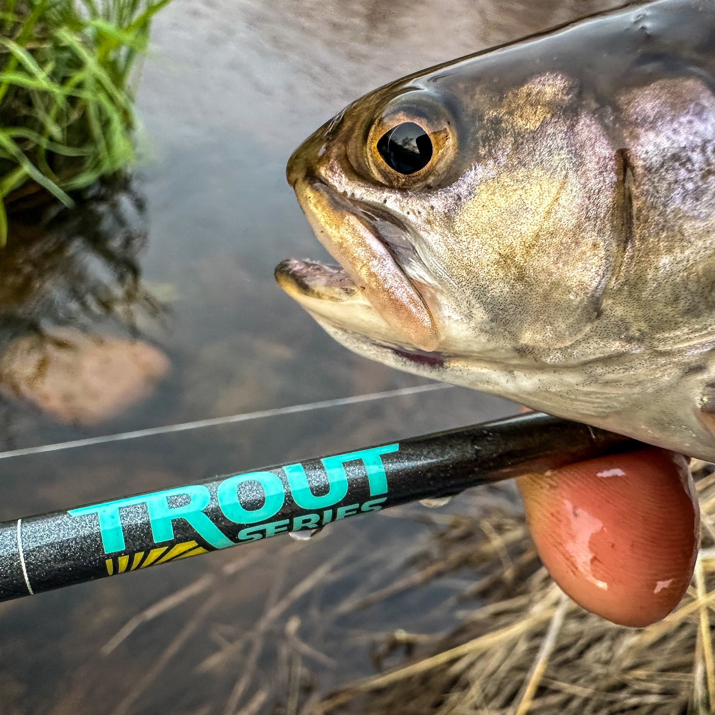 TROUT SERIES